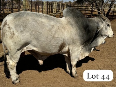 1X GREY BRAHMAN BULL GADIFELE FARMS