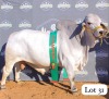 1X GREY BRAHMAN BULL GADIFELE FARMS