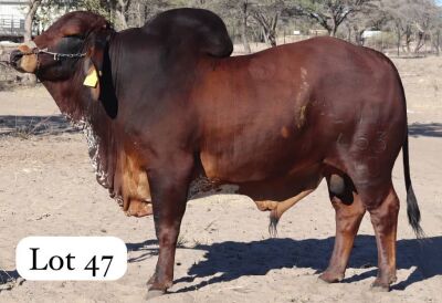 1X RED BRAHMAN BULL MAHATA STUD