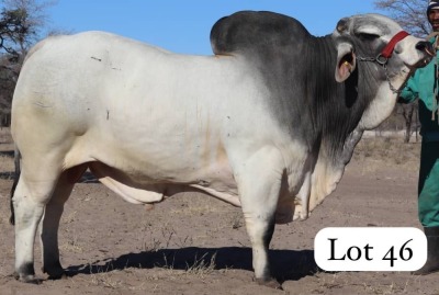 1X GREY BRAHMAN BULL MAHATA STUD