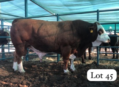 1X SIMMENTALER BULL LERUO GARE