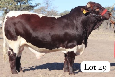 1X PINZGAUER BULL MAHATA STUD