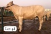 1X CHAROLAIS HEIFER MASWEUSWEU