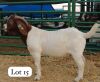 1X BOERGOAT BUCK DRILL RITEMRS