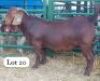 1X KALAHARI RED BUCK DRILL RITEMRS