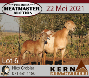 LOT 6 1+1 X MEATMASTER OOI KERN MEATMASTERS