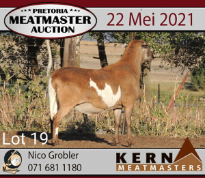 LOT 19 1 X MEATMASTER RAM KERN MEATMASTERS