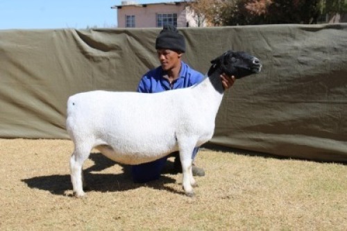 1X DORPER TIPE 5 PREGNANT EWE ATKA STOET/STUD