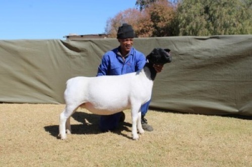 1X DORPER TIPE 5 PREGNANT EWE ATKA STOET/STUD