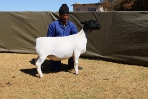 1X DORPER TIPE 5 EWE ATKA STOET/STUD