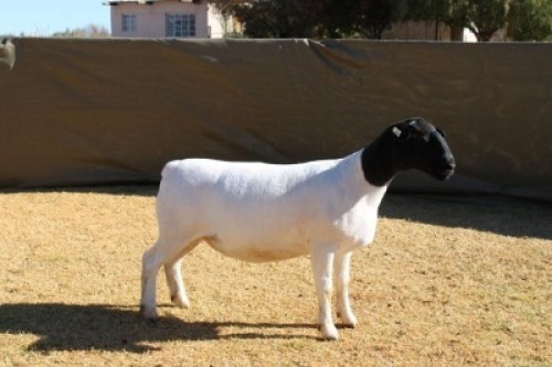 1X DORPER TIPE 5 PREGNANT EWE ATKA STOET/STUD