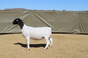 1X DORPER TIPE 5 PREGNANT EWE ATKA STOET/STUD