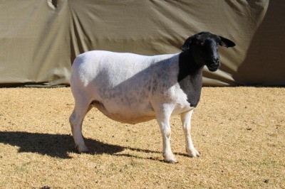 1X DORPER TIPE 5 PREGNANT EWE ATKA STOET/STUD