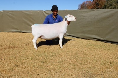 1X WIT DORPER TIPE 4 PREGNANT EWE ATKA STOET/STUD