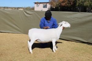 1X WIT DORPER TIPE 4 PREGNANT EWE ATKA STOET/STUD