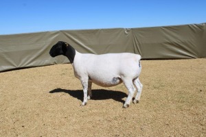 3X DORPER TIPE 3 PREGNANT EWE ATKA STOET/STUD