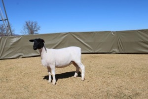 2X DORPER TIPE 3 PREGNANT EWE ATKA STOET/STUD