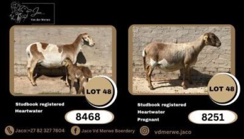 2+1X MEATMASTER RECORDED PREGNANT EWE JACO V/D MERWE MEATMASTERS