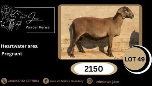 1X MEATMASTER NOT RECORDED EWE JACO V/D MERWE MEATMASTERS
