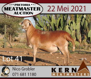 LOT 41 1 X MEATMASTER RAM KERN MEATMASTERS