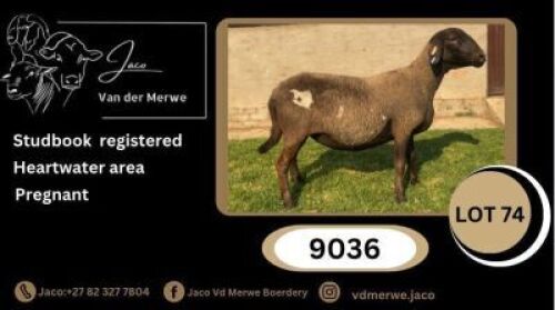 1X MEATMASTER RECORDED EWE JACO V/D MERWE MEATMASTERS