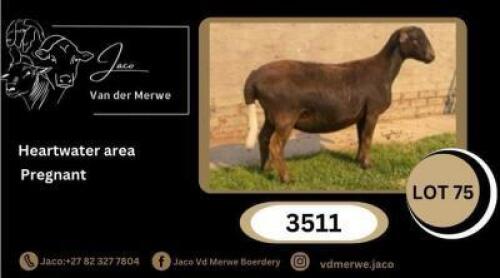 1+1X MEATMASTER NOT RECORDED EWE JACO V/D MERWE MEATMASTERS