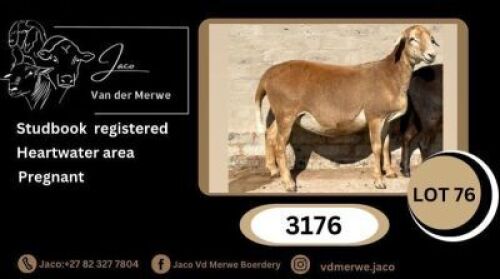 1X MEATMASTER RECORDED PREGNANT EWE JACO V/D MERWE MEATMASTERS