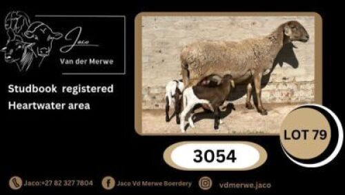 1X MEATMASTER NOT RECORDED PREGNANT EWE JACO V/D MERWE MEATMASTERS