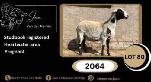 1X MEATMASTER RECORDED EWE JACO V/D MERWE MEATMASTERS