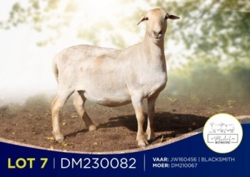1X MEATMASTER RECORDED PREGNANT EWE MODEL MEATMASTERS