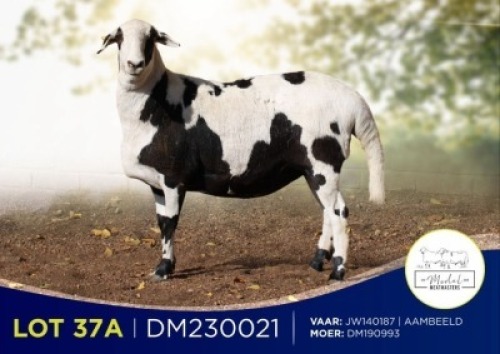 2+1X MEATMASTER RECORDED PREGNANT EWE MODEL MEATMASTERS