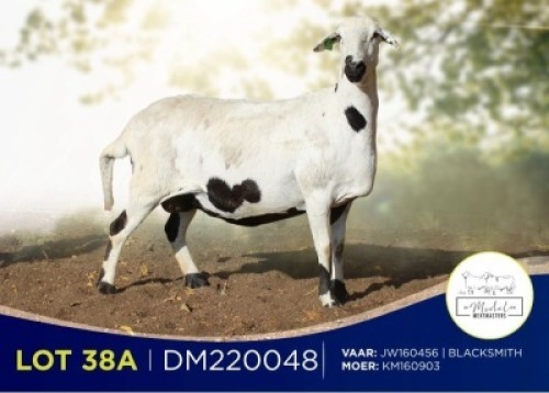 2X MEATMASTER RECORDED EWE MODEL MEATMASTERS