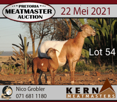 LOT 54 2+2 X MEATMASTER OOI KERN MEATMASTERS(PER PIECE TO TAKE THE LOT)