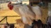 1X CHICKEN MALE LIVESTOCK 88 84 PTY LTD