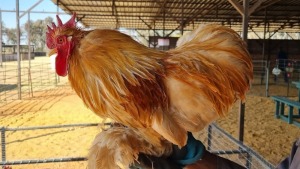 1X CHICKEN MALE LIVESTOCK 88 84 PTY LTD