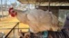 1X CHICKEN FEMALE LIVESTOCK 88 84 PTY LTD