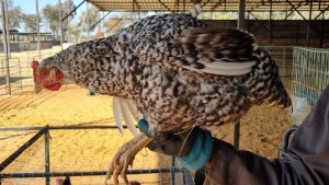 1X CHICKEN FEMALE LIVESTOCK 88 84 PTY LTD