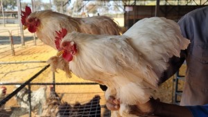 2X CHICKEN (PER ITEM) MALE LIVESTOCK 88 84 PTY LTD