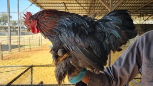 1X CHICKEN MALE LIVESTOCK 88 84 PTY LTD