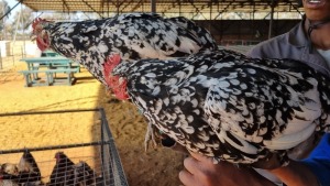 2X CHICKEN (PER ITEM) FEMALE LIVESTOCK 88 84 PTY LTD