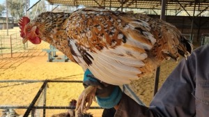 1X CHICKEN FEMALE LIVESTOCK 88 84 PTY LTD