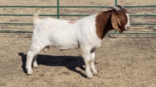 1X BOERBOK BUCK ALEC FOURIE