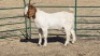 1X BOERBOK BUCK ALEC FOURIE