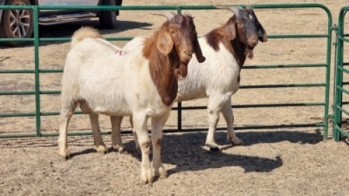 2X BOERBOK (PER ITEM) BUCK HENK BADENHORST