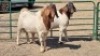 2X BOERBOK (PER ITEM) BUCK HENK BADENHORST