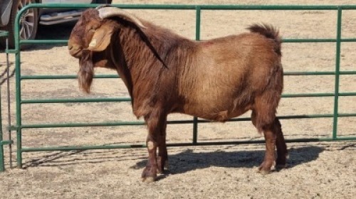 1X KALAHARI RED BUCK HENK BADENHORST