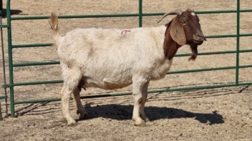 1X BOERBOK DOE HENK BADENHORST