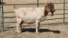 1X BOERBOK DOE HENK BADENHORST