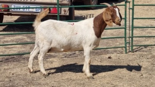 1X BOERBOK DOE HENK BADENHORST