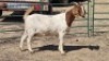 1X BOERBOK DOE HENK BADENHORST